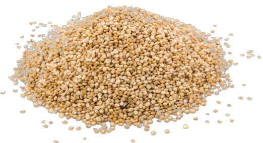 wholesale sesame seeds